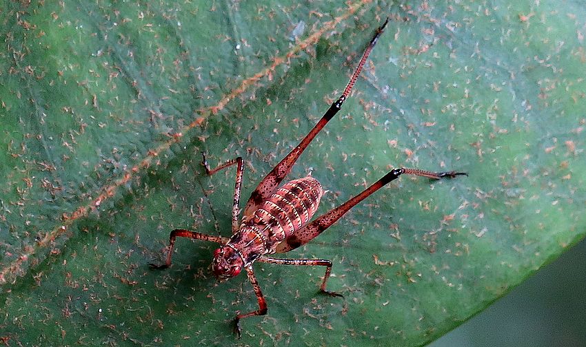 ortottero su una foglia di rododendro